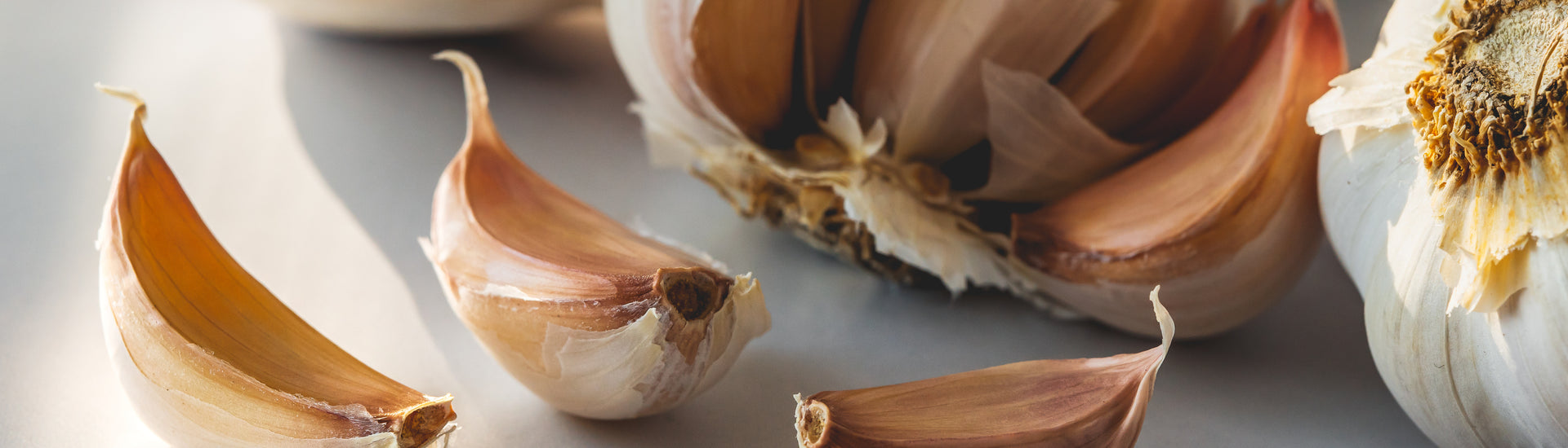 Focus on Garlic