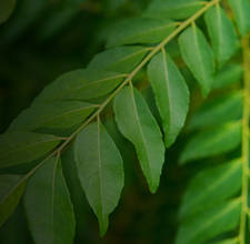 A New Era of Iron Supplementation