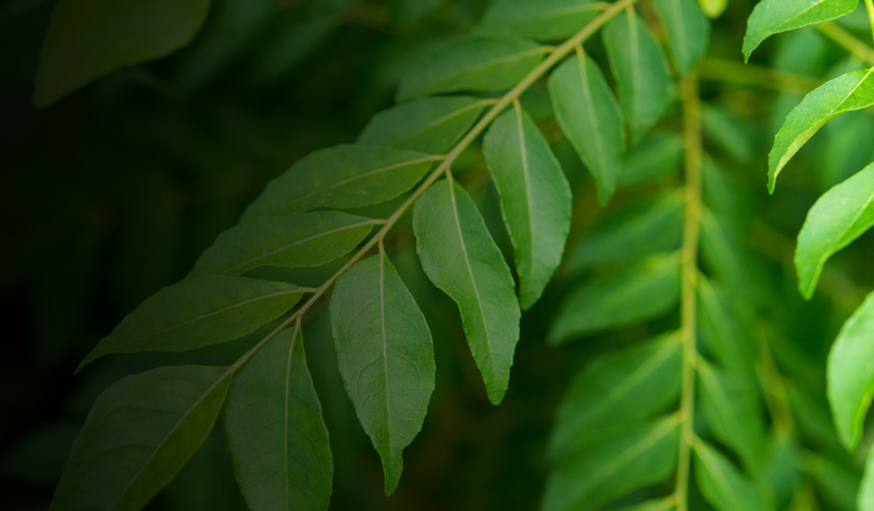 Iron supplements