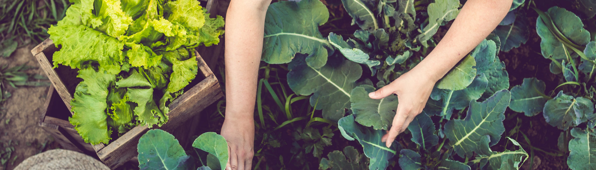 Vegetarian or vegan? Green and healthy