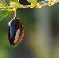 Olive on tree supporting bone health