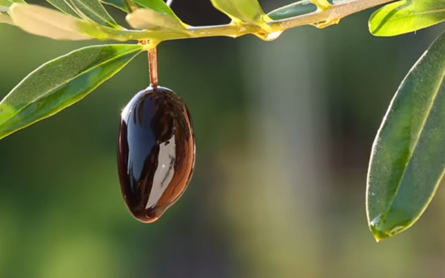 Olive on tree supporting bone health