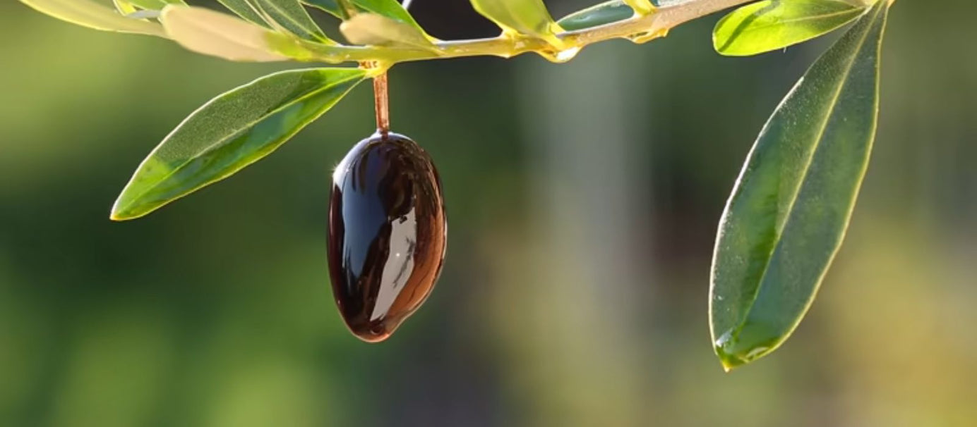 Olive on tree supporting bone health